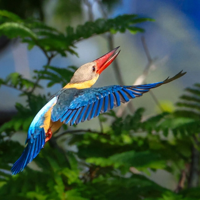 Bird Watching Khao Yai National Park