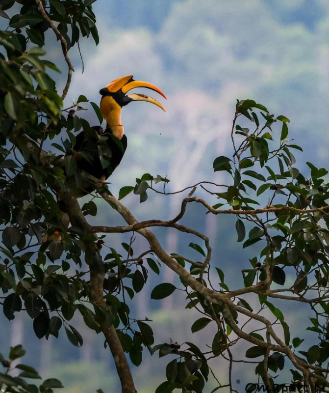 ZGreat Hornbill Khai Yai National Park=
