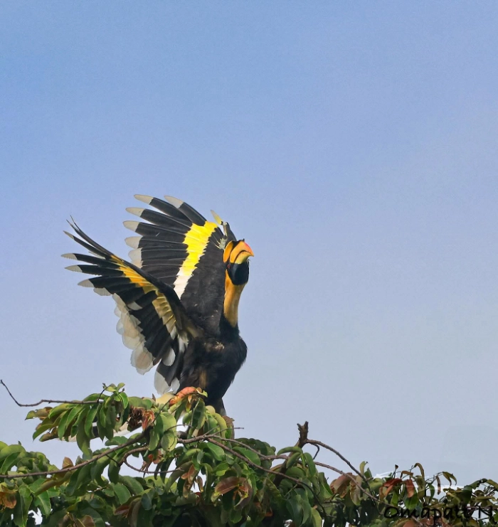 Birdwatching National Park