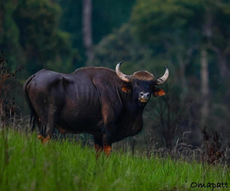 Rare Gour Sightings Khao Yai National Park 